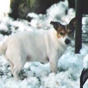 Photo de Jack russell terrier