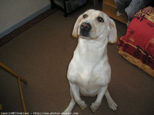 Photo de Labrador retriever