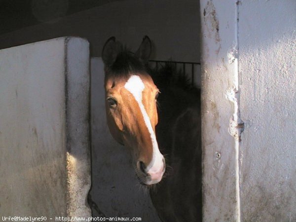 Photo de Trakehner