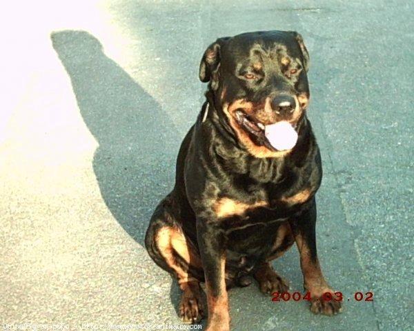 Photo de Rottweiler