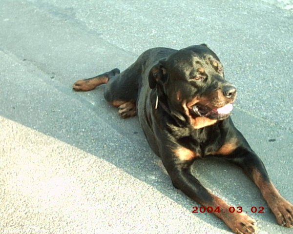 Photo de Rottweiler