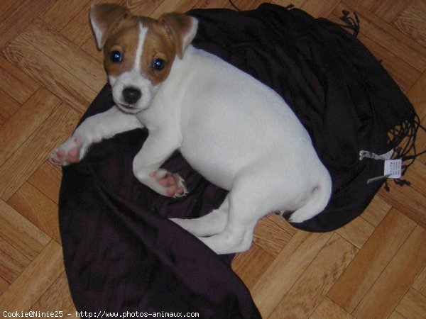 Photo de Jack russell terrier