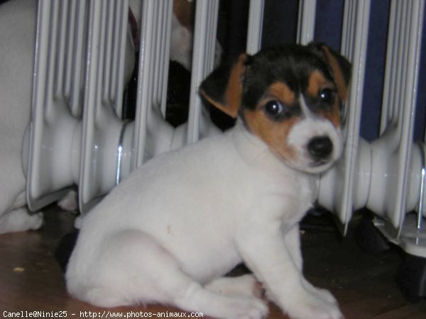 Photo de Jack russell terrier