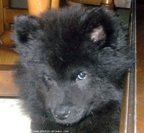 Photo d'Eurasier