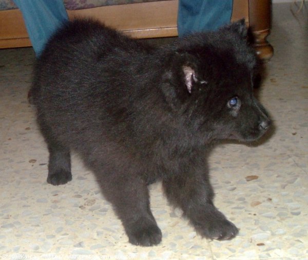 Photo d'Eurasier