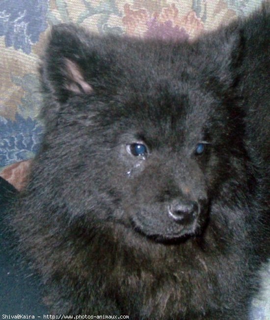 Photo d'Eurasier