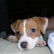 Photo de Jack russell terrier