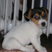 Photo de Jack russell terrier