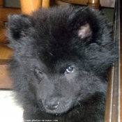 Photo d'Eurasier