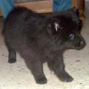 Photo d'Eurasier