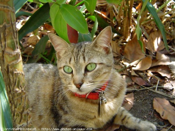 Photo de Chat domestique