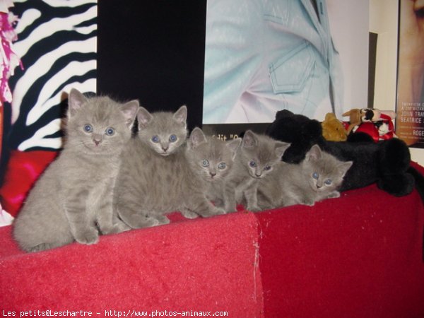 Photo de Chartreux