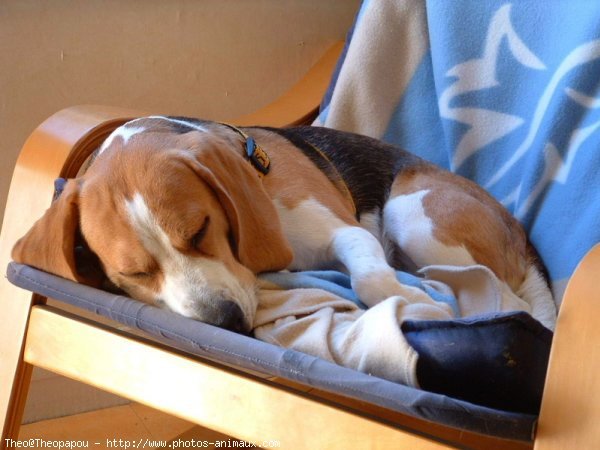 Photo de Beagle