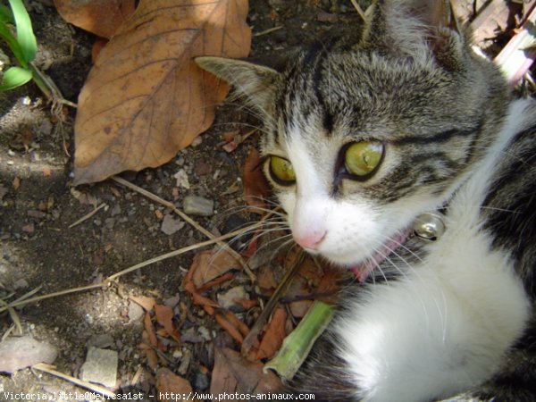 Photo de Chat domestique