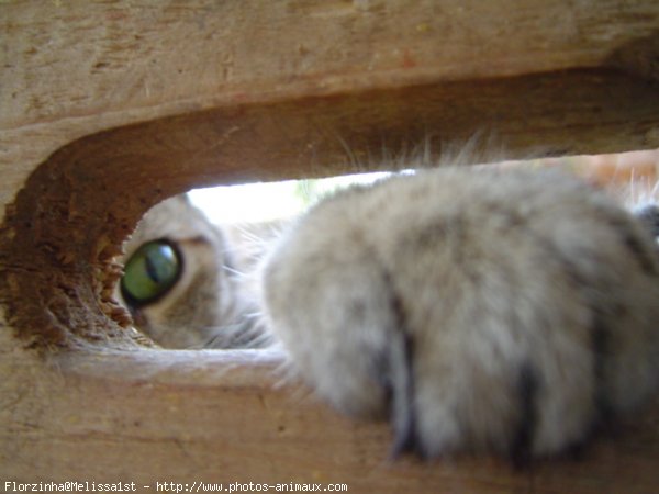 Photo de Chat domestique