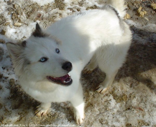 Photo de Husky siberien