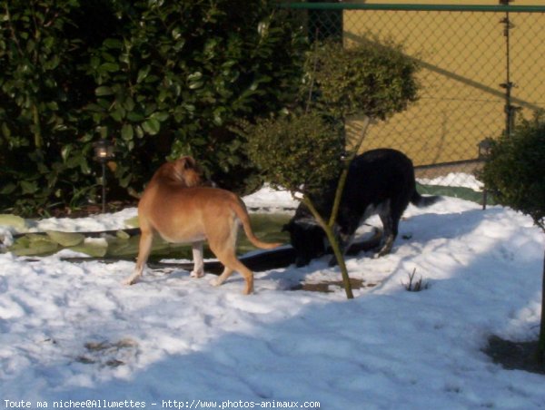 Photo de Races diffrentes