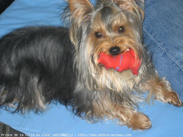 Photo de Yorkshire terrier