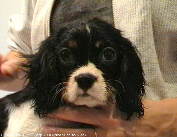 Photo de Cavalier king charles spaniel