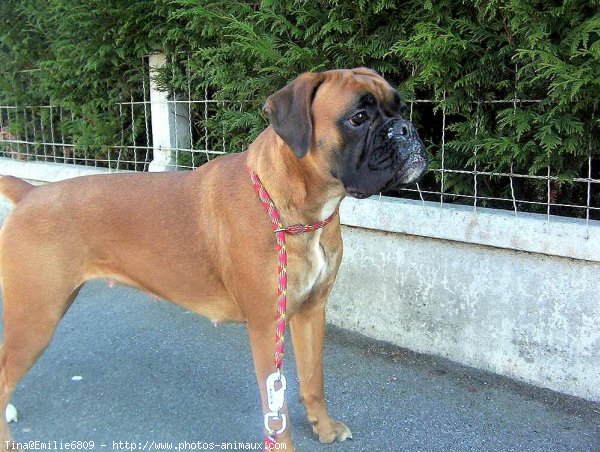 Photo de Boxer