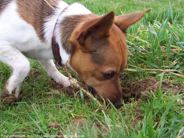 Photo de Jack russell terrier