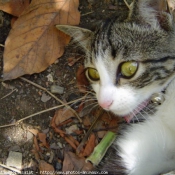 Photo de Chat domestique