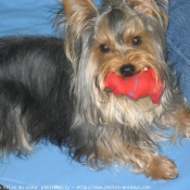 Photo de Yorkshire terrier