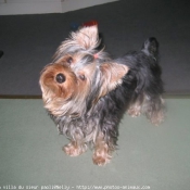 Photo de Yorkshire terrier