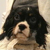 Photo de Cavalier king charles spaniel