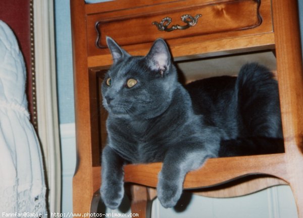 Photo de Chartreux