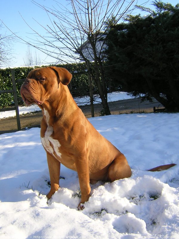 Photo de Dogue de bordeaux