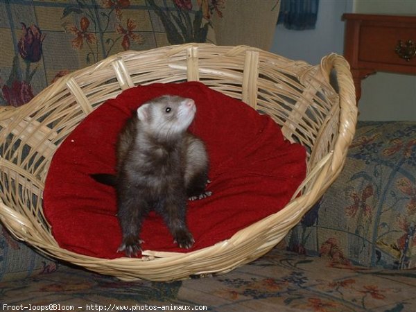 Photo de Furet