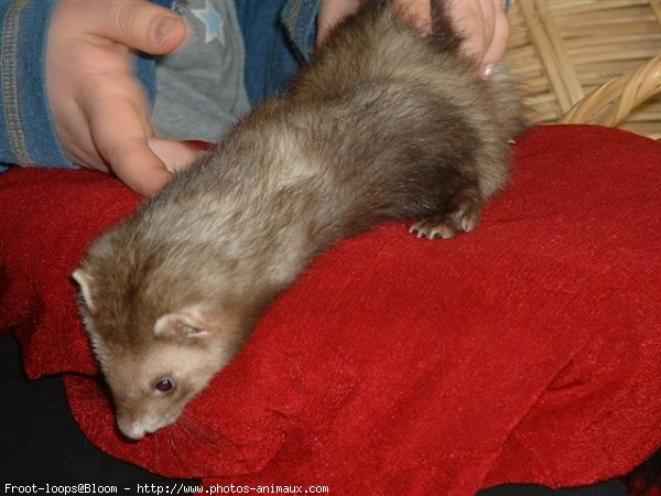 Photo de Furet