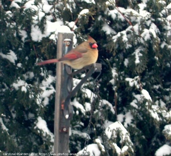 Photo de Cardinal rouge