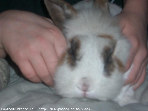 Photo de Lapin