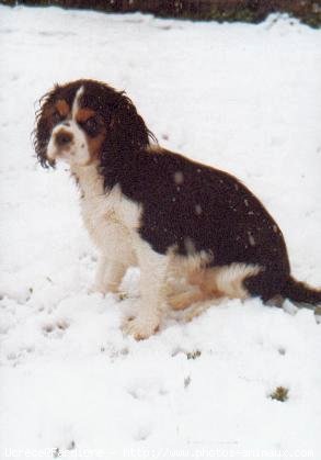 Photo de Cavalier king charles spaniel