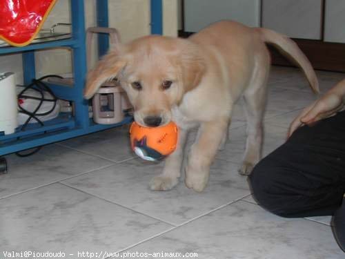 Photo de Golden retriever