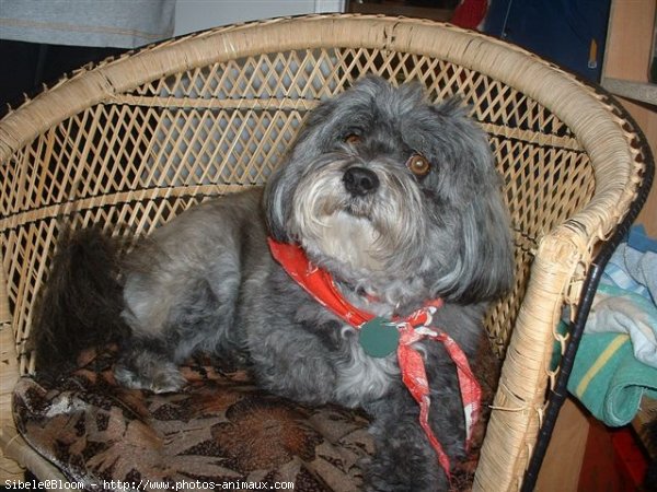 Photo de Lhassa apso