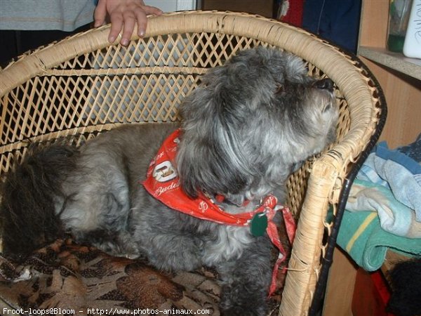 Photo de Lhassa apso