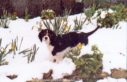 Photo de Cavalier king charles spaniel