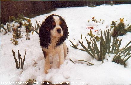 Photo de Cavalier king charles spaniel