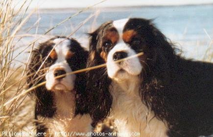 Photo de Cavalier king charles spaniel