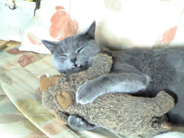 Photo de Chartreux