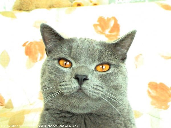 Photo de Chartreux