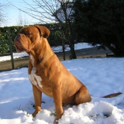 Photo de Dogue de bordeaux