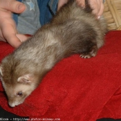 Photo de Furet