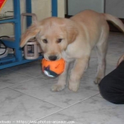 Photo de Golden retriever