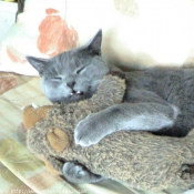 Photo de Chartreux