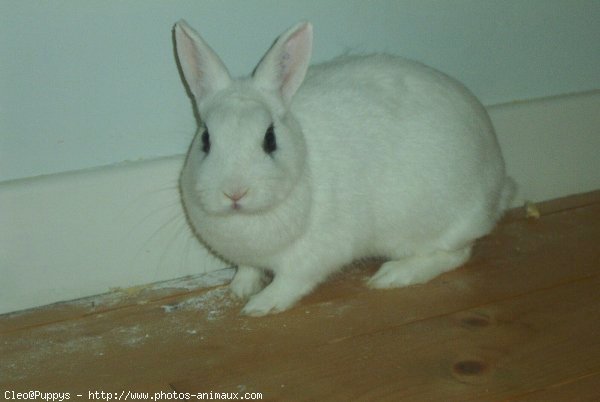 Photo de Lapin