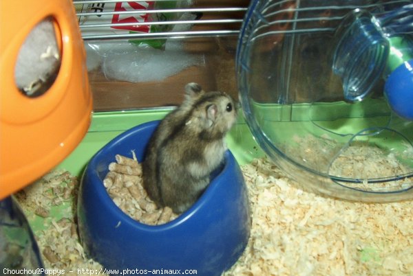 Photo de Hamster